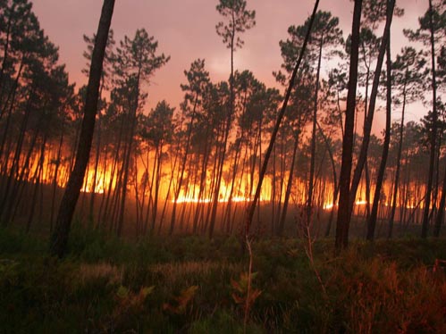 Mais de mil e 700 hectares de floresta j arderam, este ano, na Beira Interior