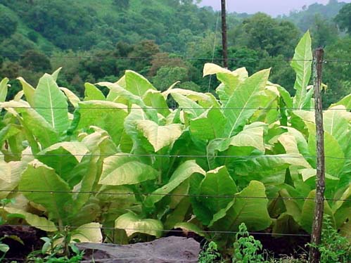 A regio produzia cerca de 90 por cento do tabaco portugus