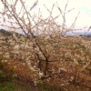 Festa da macieira em flor inicia um novo ciclo (fotos cedidas pela Câmara Municipal de Armamar)