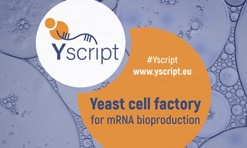 O Yscript - Yeast cell factory for mRNA bioproduction é financiado pelo European Innovation Council